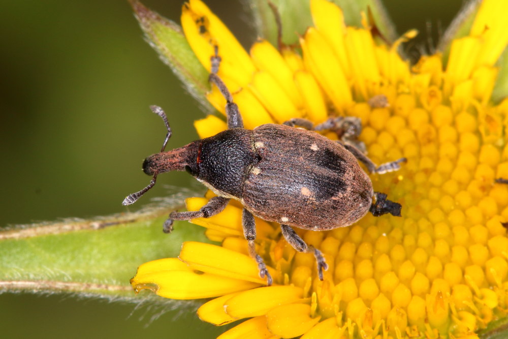 Curculionide da identificare - Larinus maurus