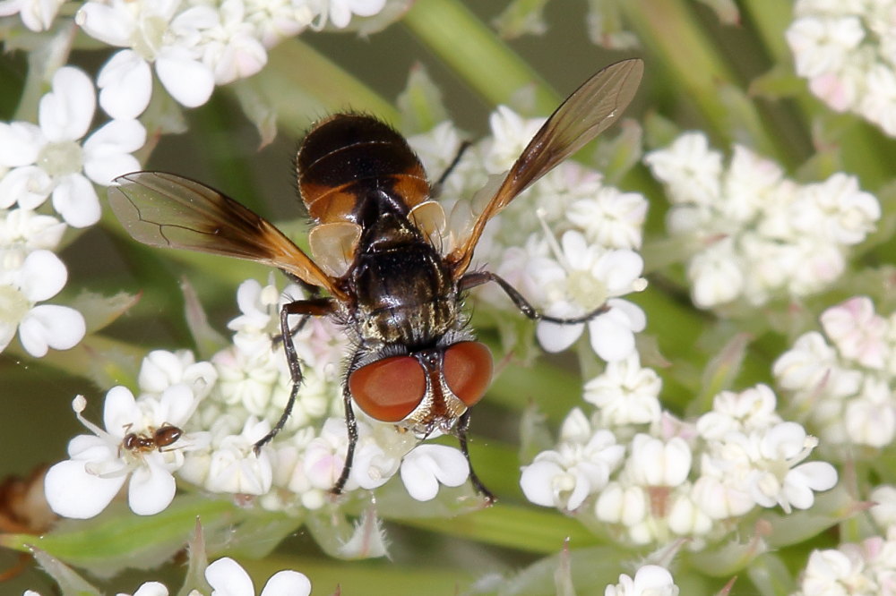 Tachinidae: Ectophasia sp.