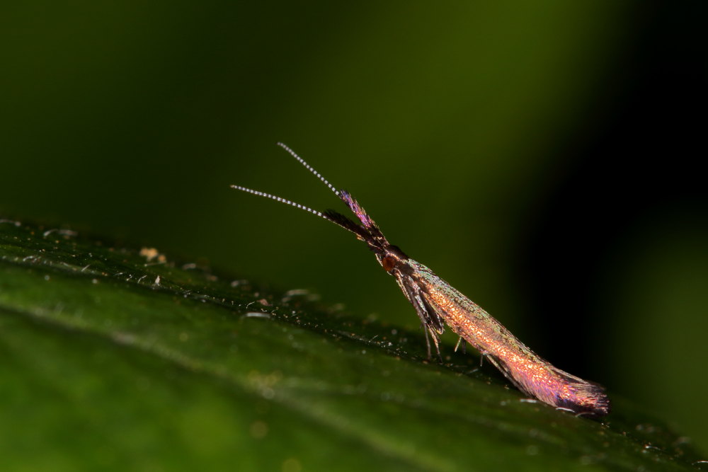Microlepidottero da identificare: Coleophora sp