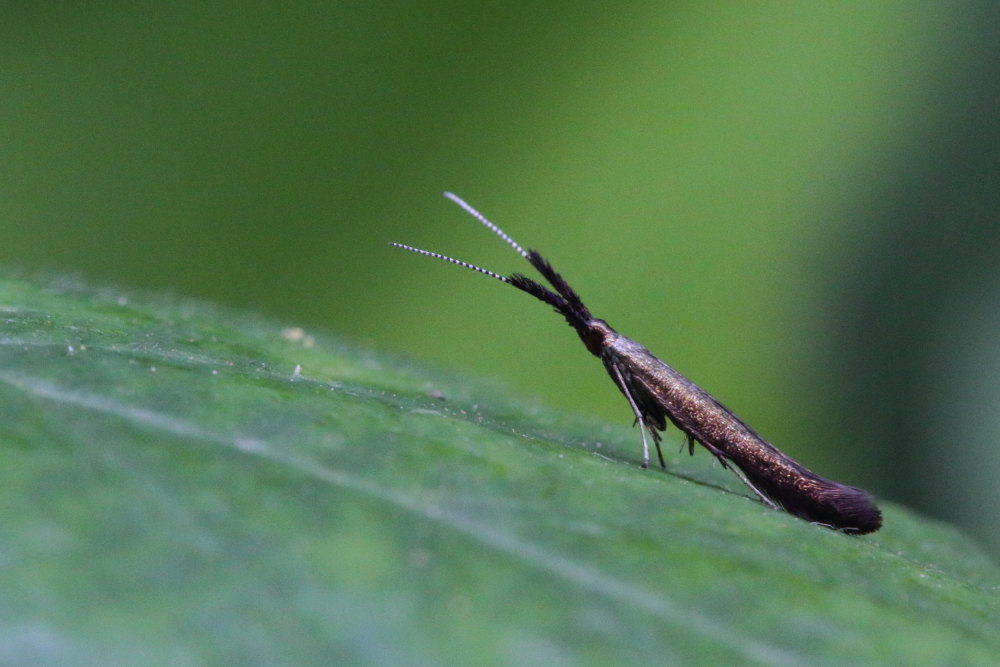 Microlepidottero da identificare: Coleophora sp