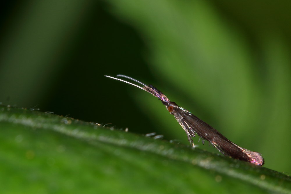 Microlepidottero da identificare: Coleophora sp