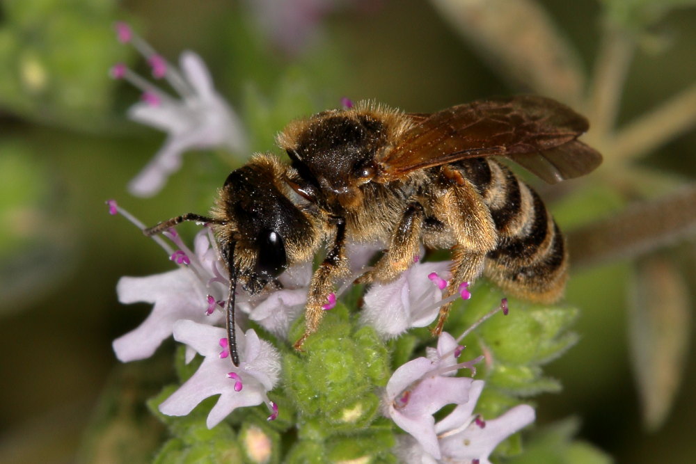 Apidae Halictinae:  cfr. Lasioglossum sp.