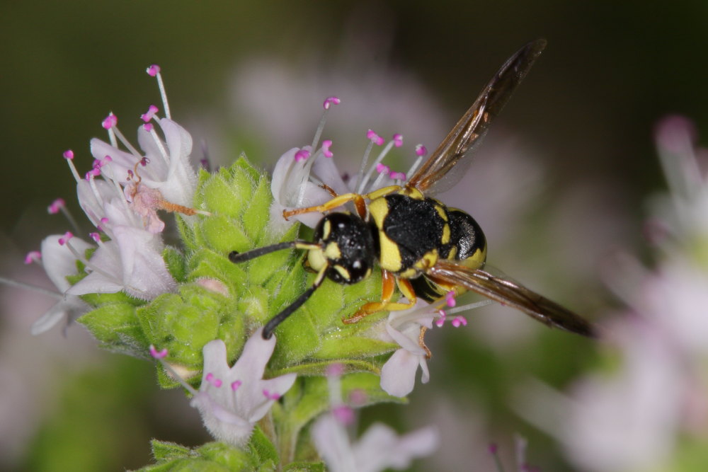 Vespidae Eumeninae: Euodynerus sp.