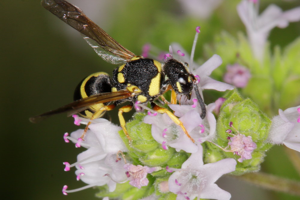 Vespidae Eumeninae: Euodynerus sp.