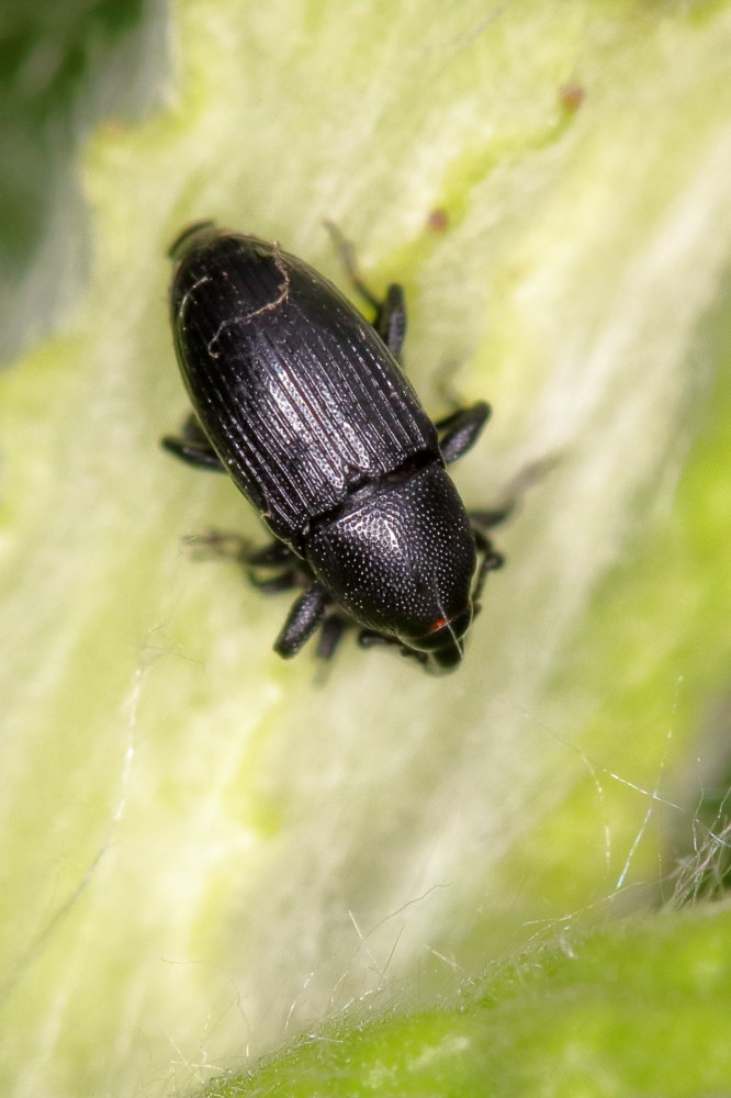 Curculionidae da identificare:  Baris analis