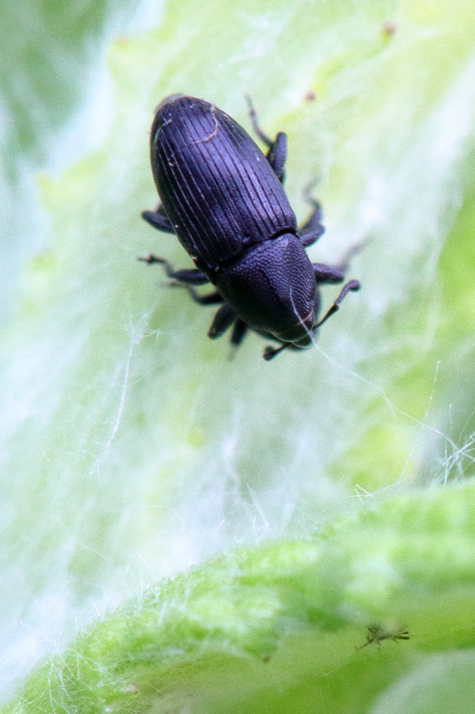 Curculionidae da identificare:  Baris analis