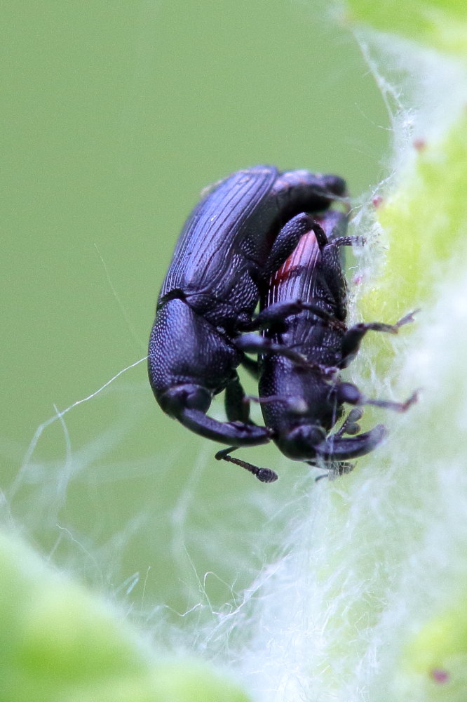 Curculionidae da identificare:  Baris analis