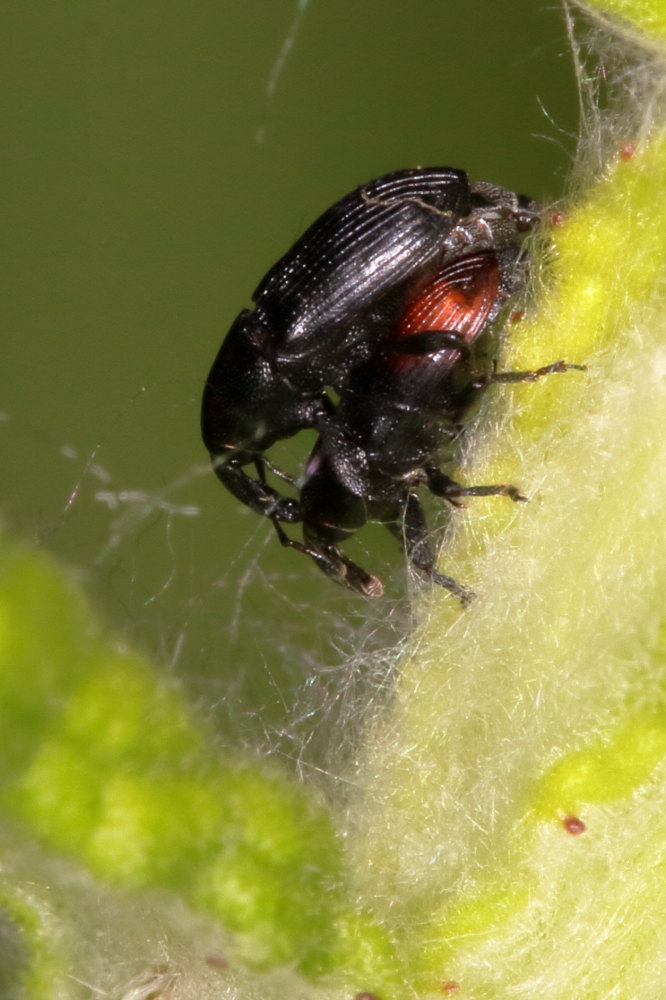 Curculionidae da identificare:  Baris analis