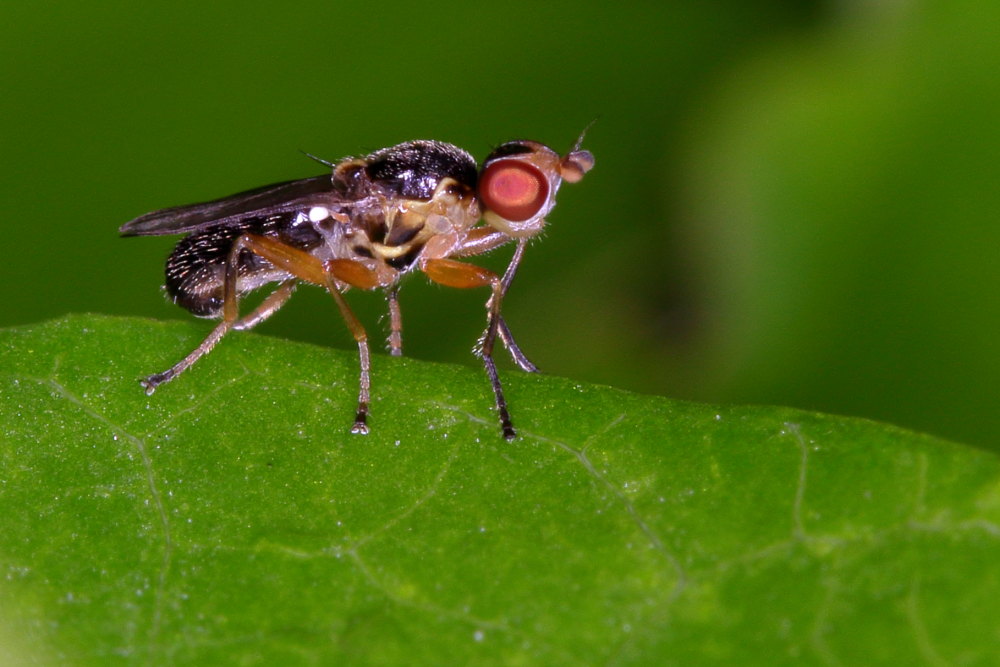 Chloropidae: cfr. Cetema sp.