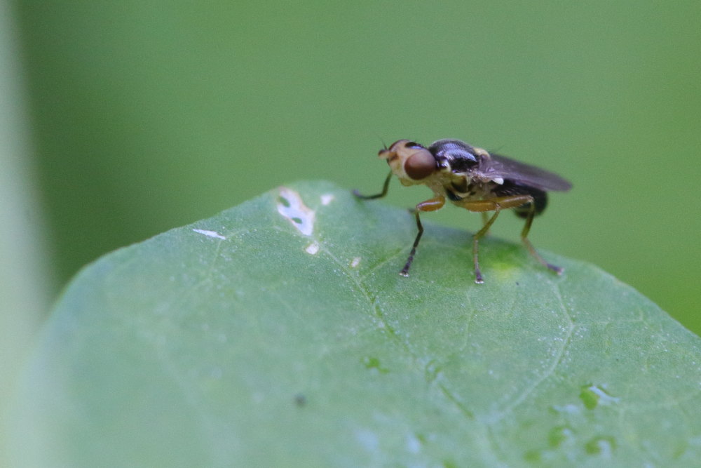 Chloropidae: cfr. Cetema sp.