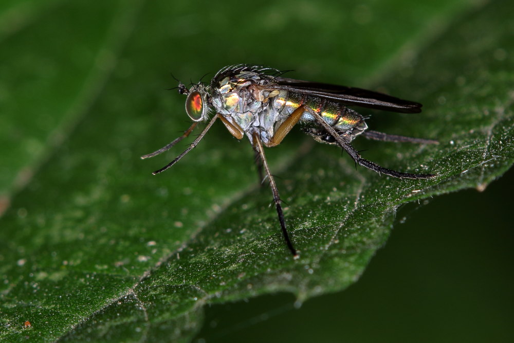 Da identificare: quale Dolichopodidae ? Dolichopus sp. maschio