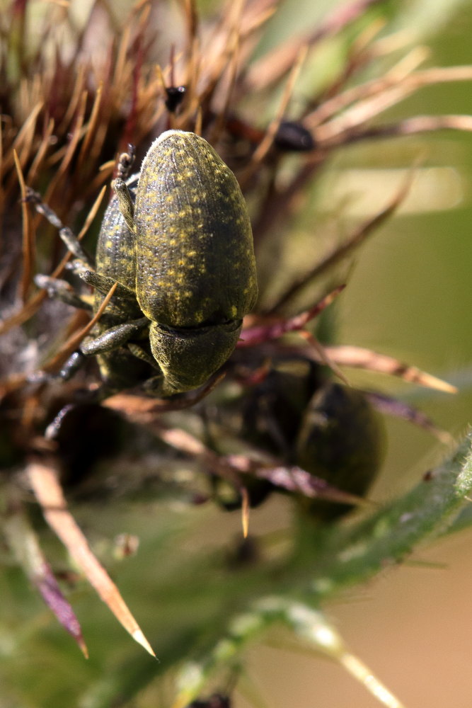 Curculionidae: Larinus sp.