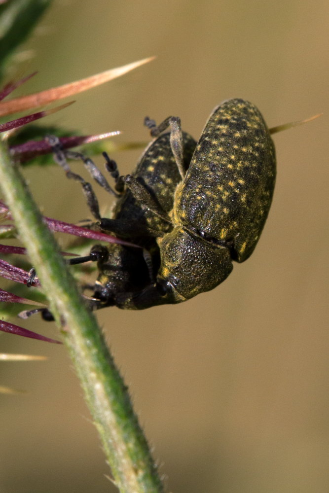 Curculionidae: Larinus sp.