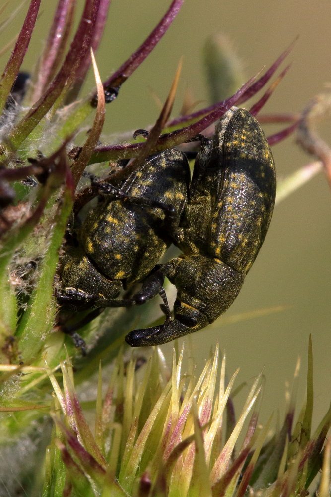 Curculionidae: Larinus sp.