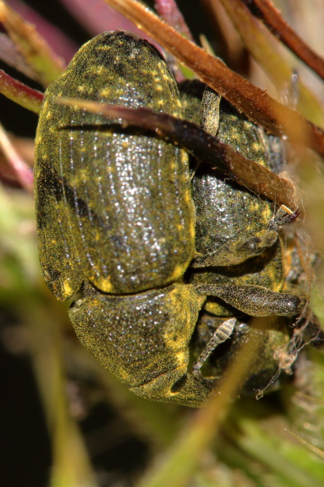 Curculionidae: Larinus sp.