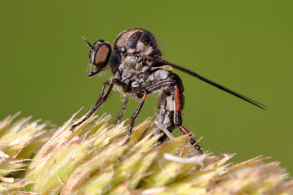 Leptarthrus vitripennis (Asilidae)