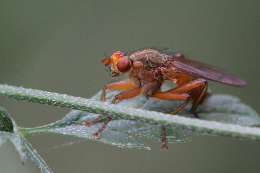 Scathophaga sp. (Scathophagidae)