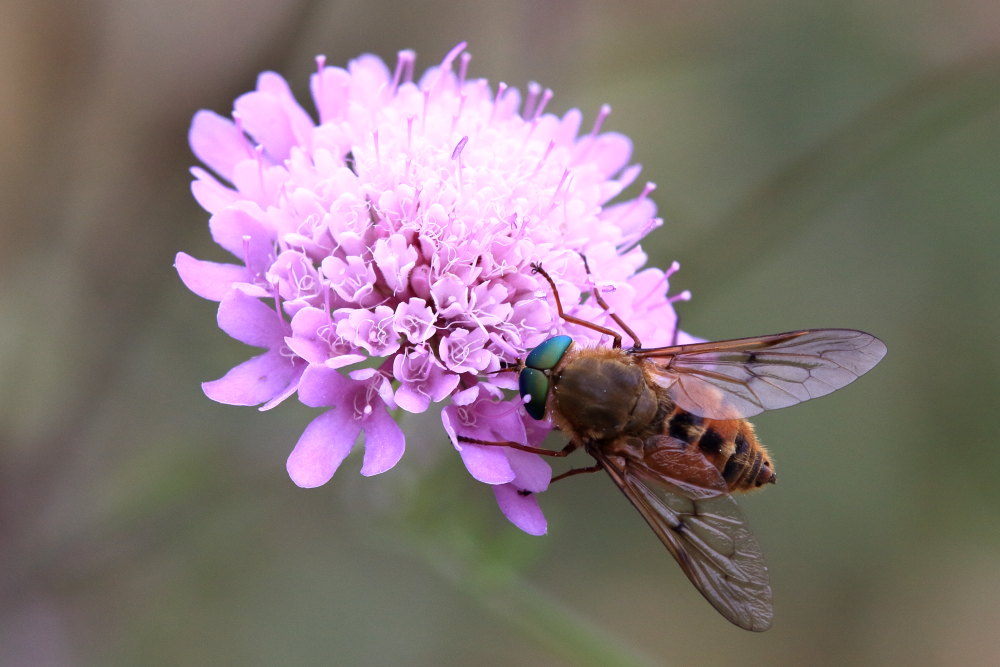 Tabanidae, maschio :  quale Pangonius ?  Pangonius cfr. variegatus