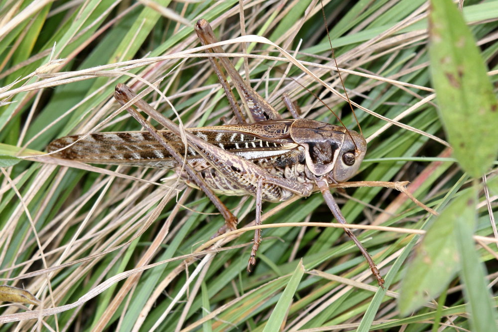 Decticus albifrons o verrucivorus?    Decticus albifrons, maschio