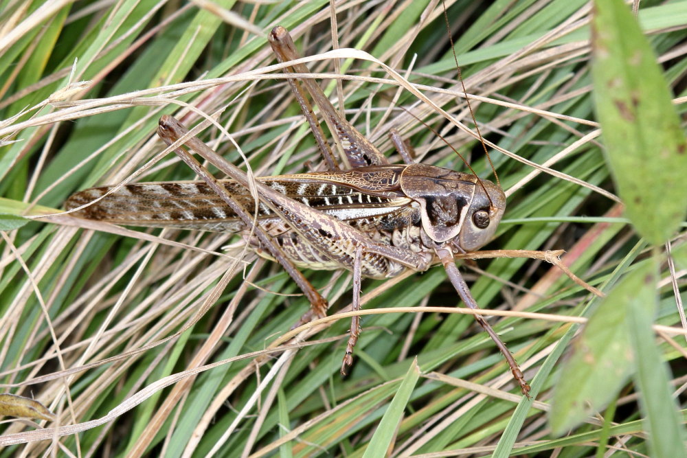 Decticus albifrons o verrucivorus?    Decticus albifrons, maschio