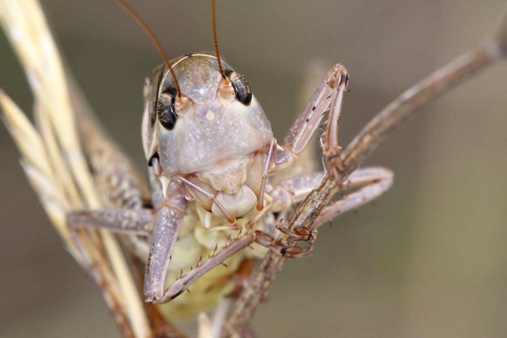 Decticus albifrons o verrucivorus?    Decticus albifrons, maschio