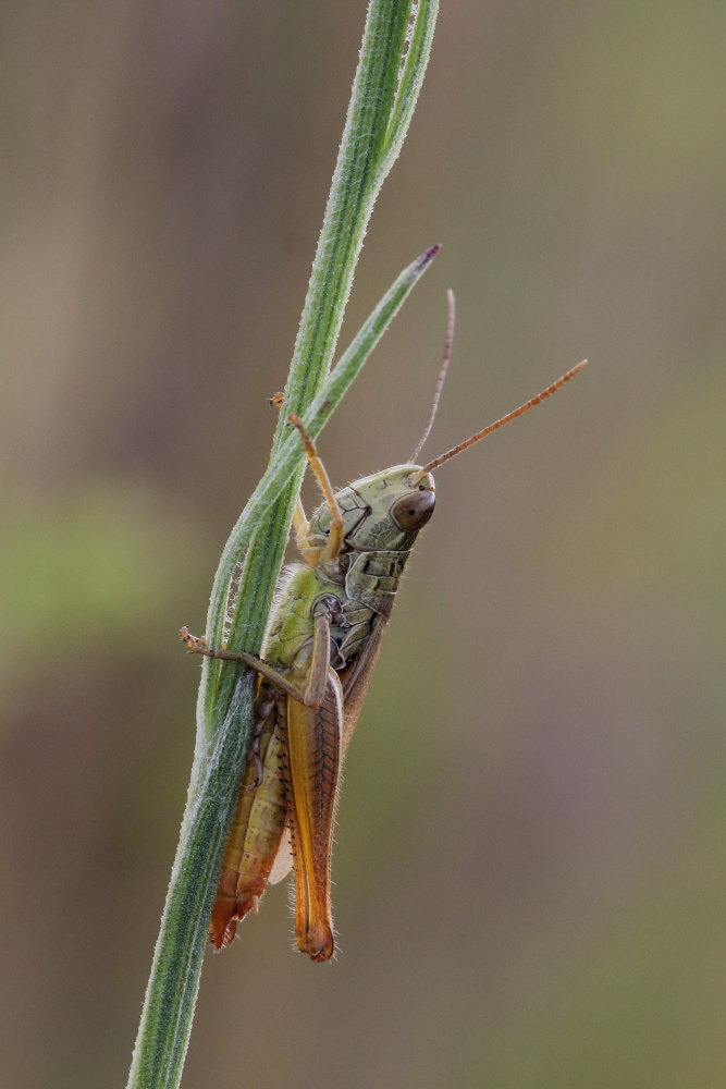 Da identificare 1