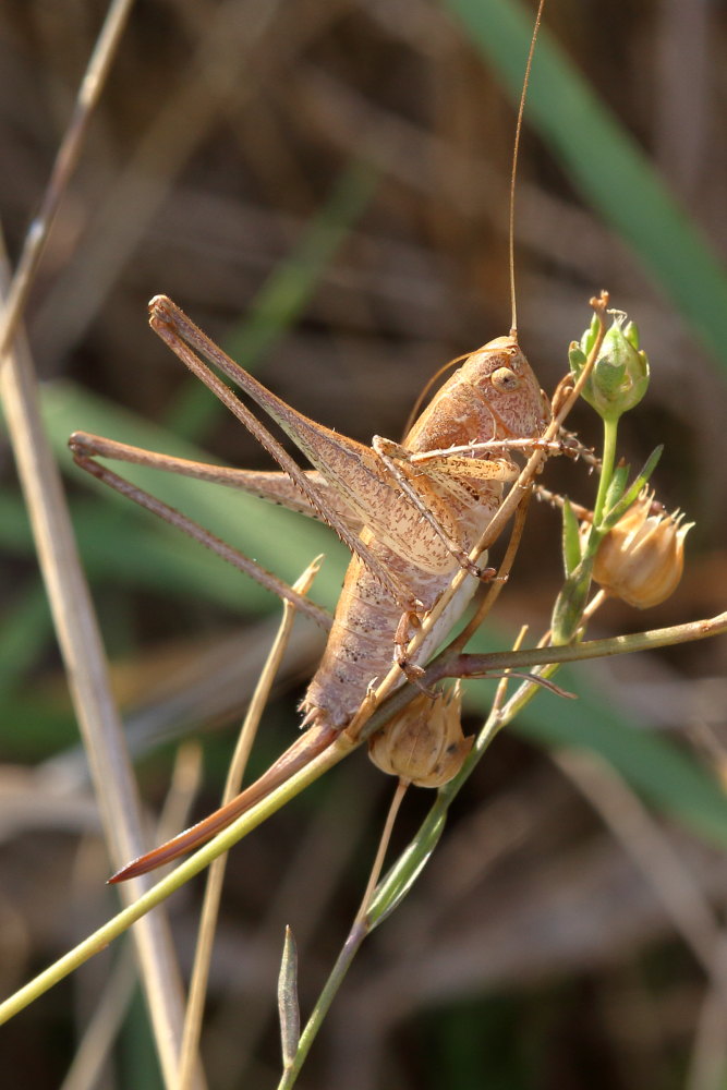 Rhacocleis cfr. germanica, femmina (Tettigoniidae)