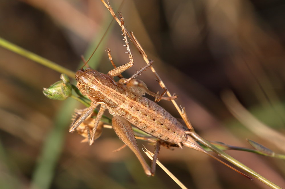 Rhacocleis cfr. germanica, femmina (Tettigoniidae)