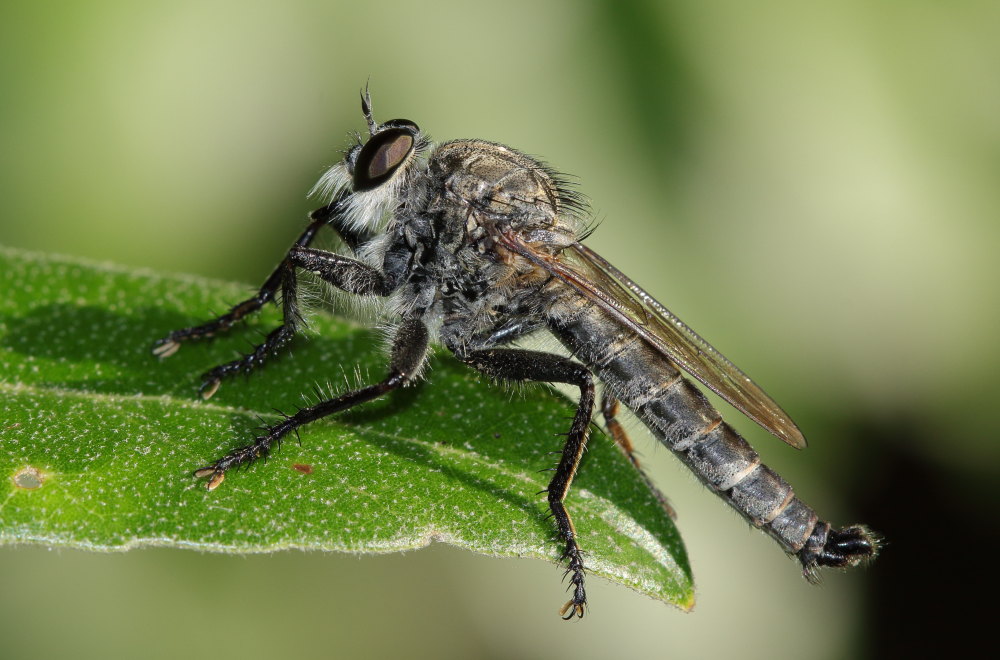 Asilidae da identificare