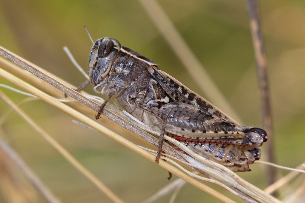 Acrididae:  Calliptamus sp.