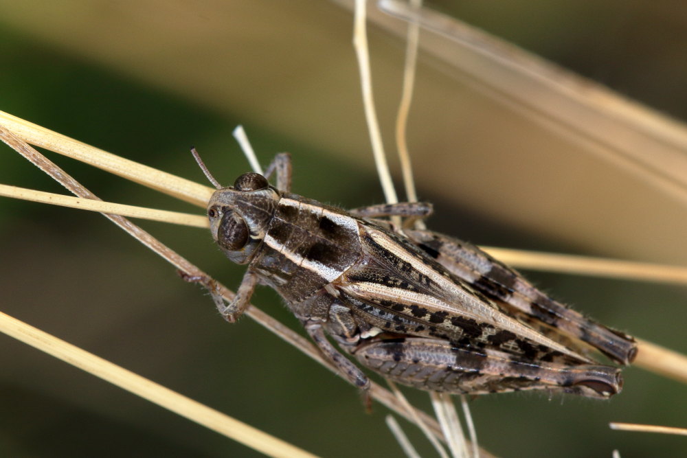 Acrididae:  Calliptamus sp.