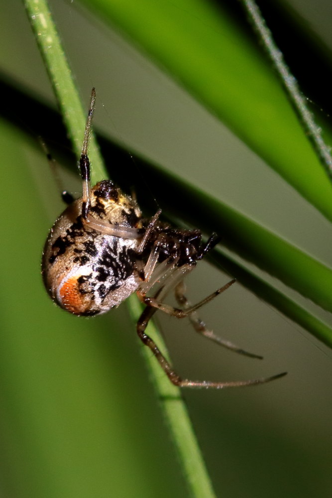 Parasteatoda cfr. lunata - Monte Conero (AN)