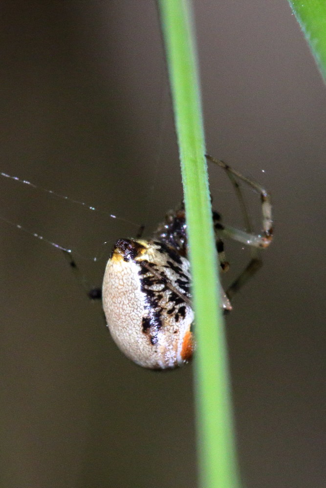 Parasteatoda cfr. lunata - Monte Conero (AN)