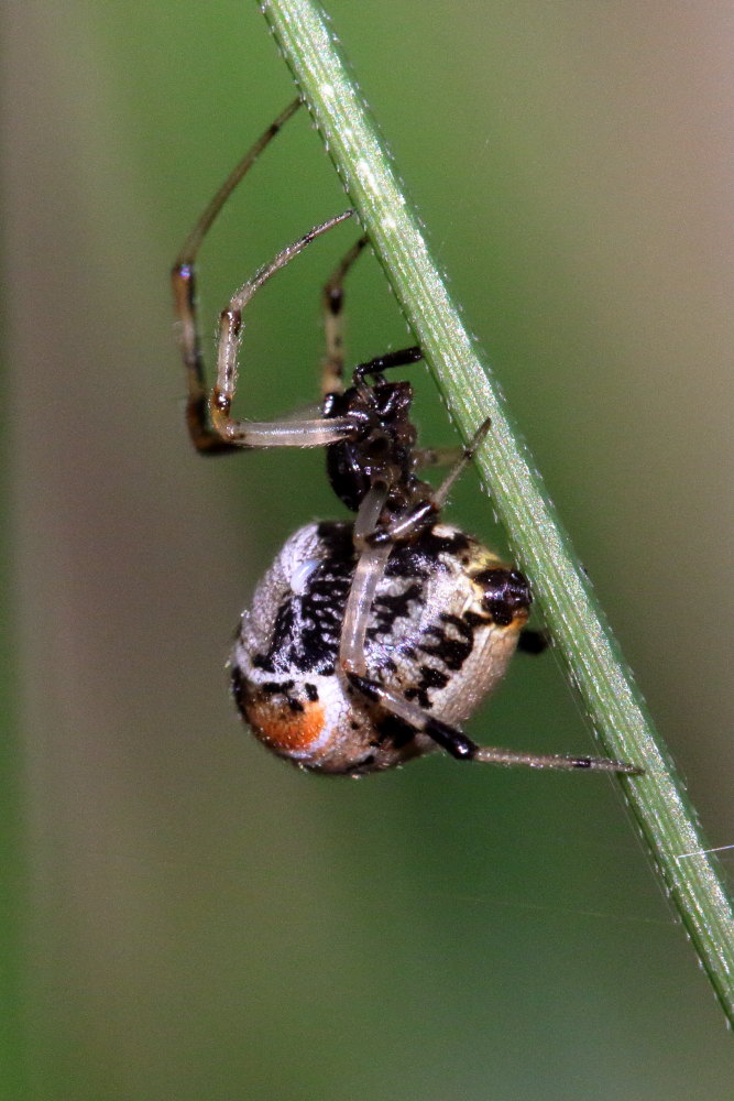 Parasteatoda cfr. lunata - Monte Conero (AN)