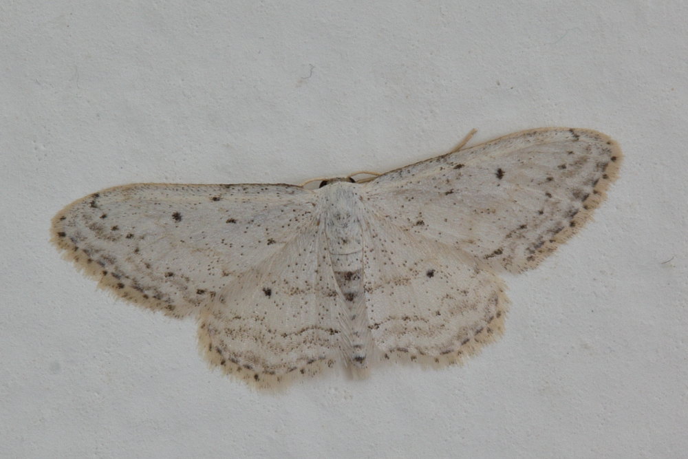 Idaea seriata - Geometridae