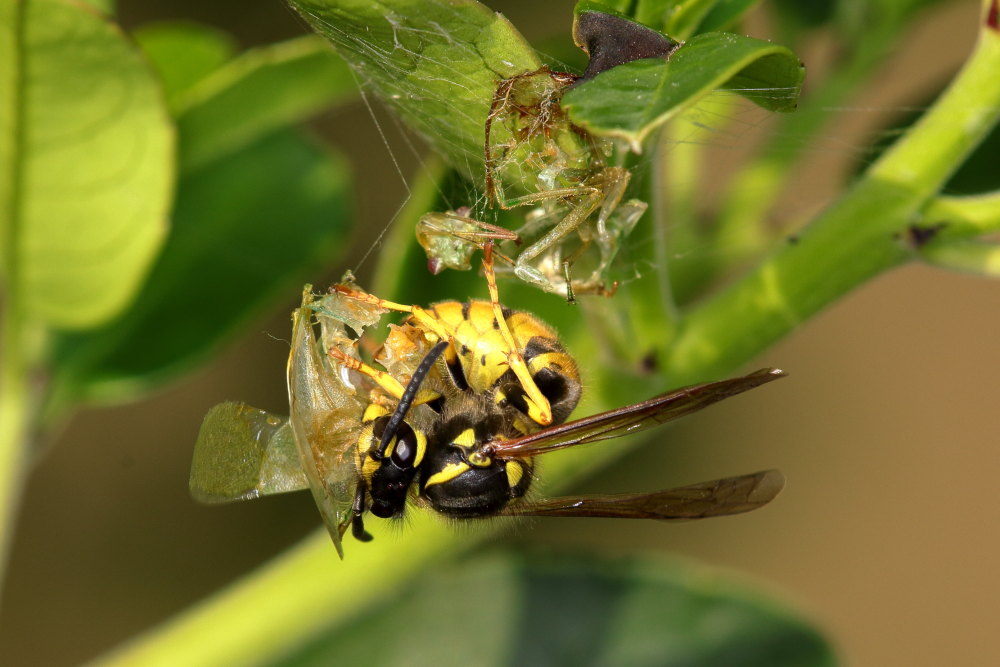 Vespula germanica