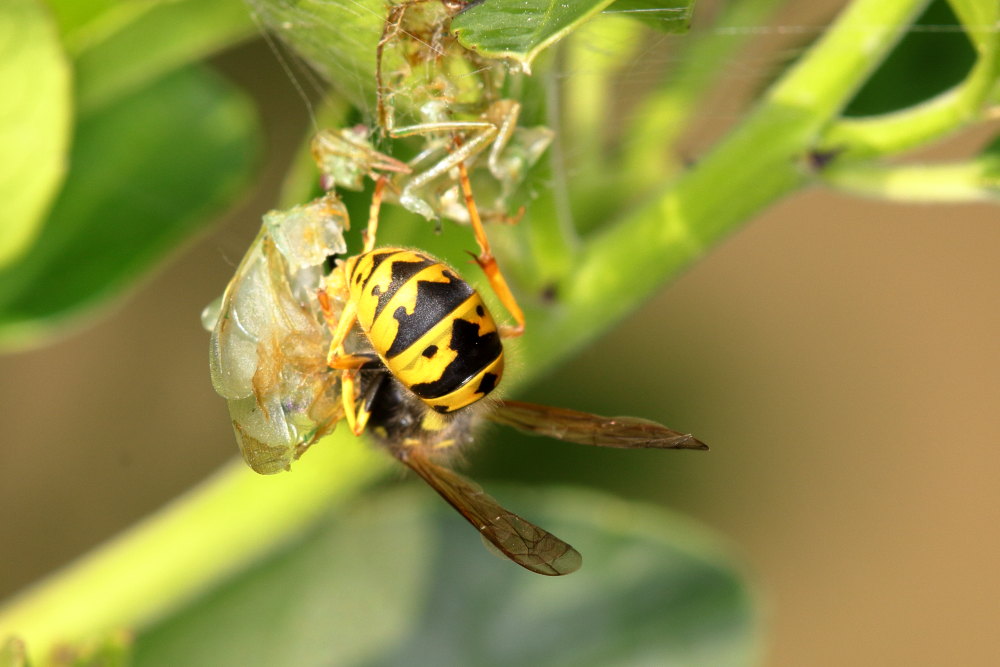 Vespula germanica