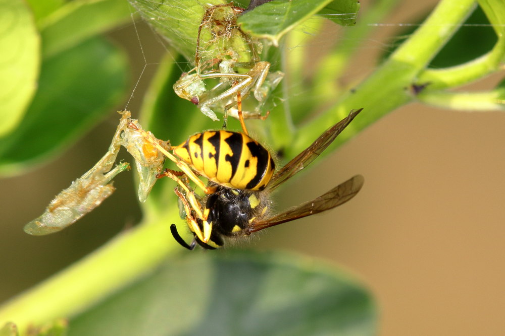 Vespula germanica