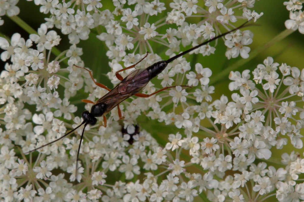 Lissonota sp. (Ichneumonidae Banchinae)