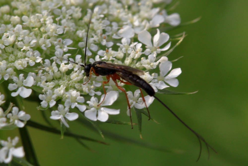 Lissonota sp. (Ichneumonidae Banchinae)