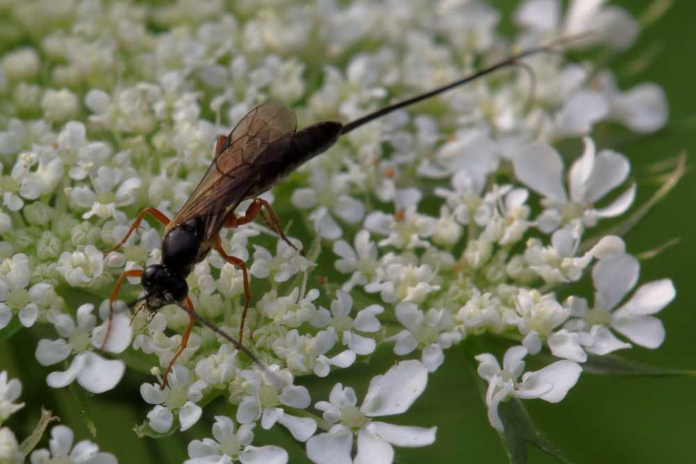 Lissonota sp. (Ichneumonidae Banchinae)