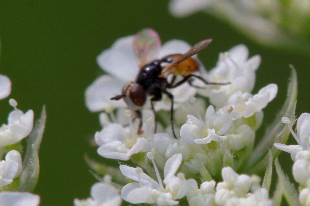 Tachinidae da identificare 1: Gymnosoma sp.