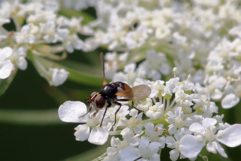 Tachinidae da identificare 1: Gymnosoma sp.