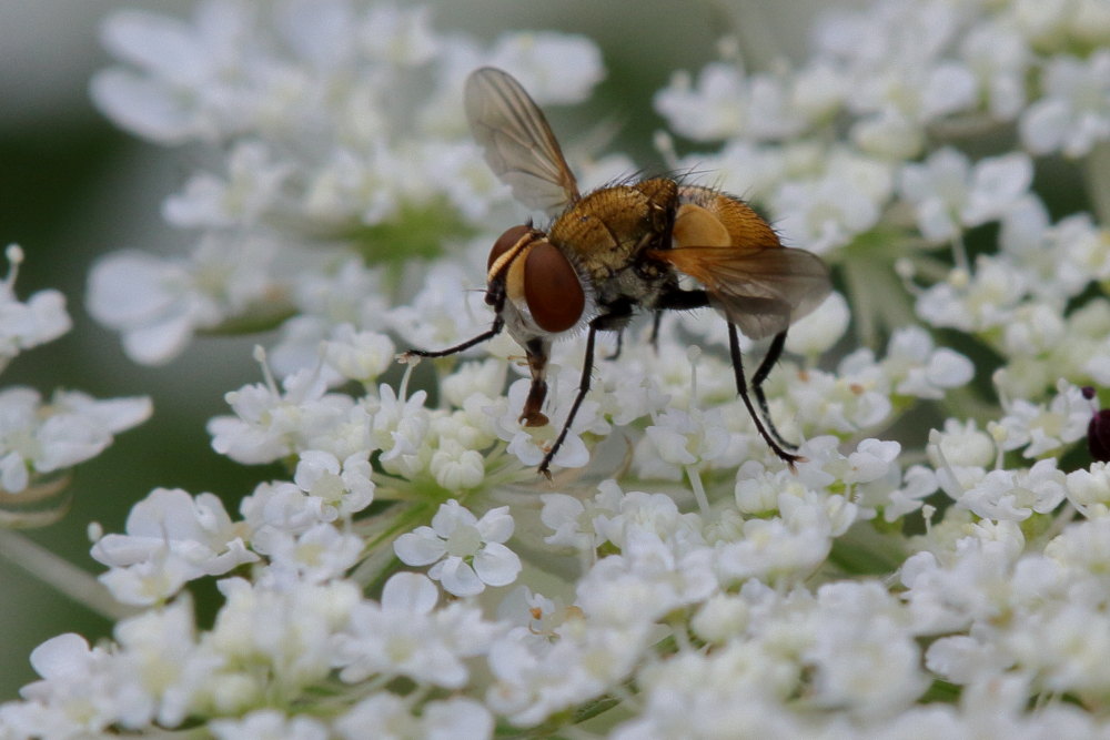 Tachinidae: Eliozeta helluo