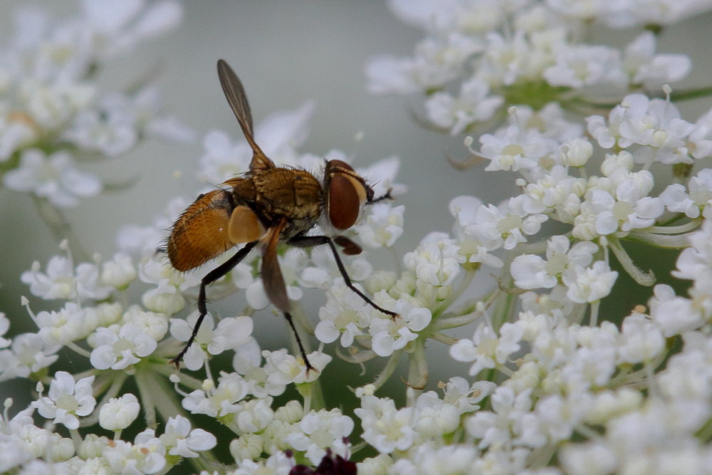 Tachinidae: Eliozeta helluo