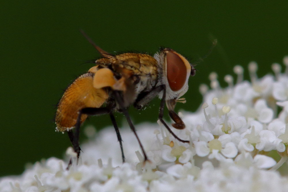 Tachinidae: Eliozeta helluo