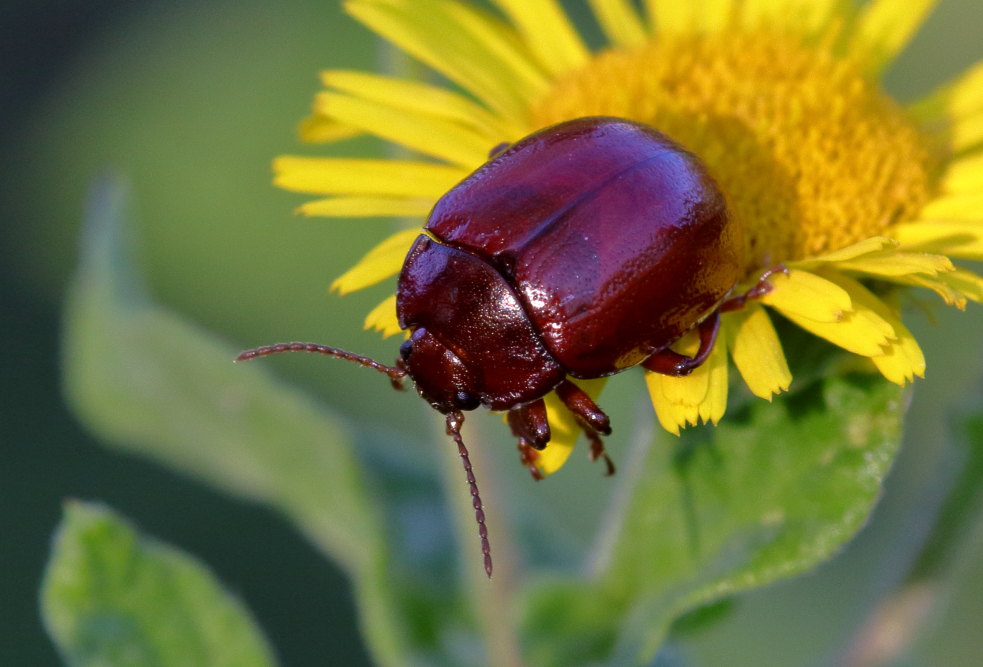 Chrysolina staphylaea, Chrysomelidae