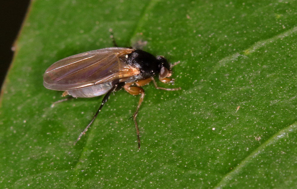 Phoridae