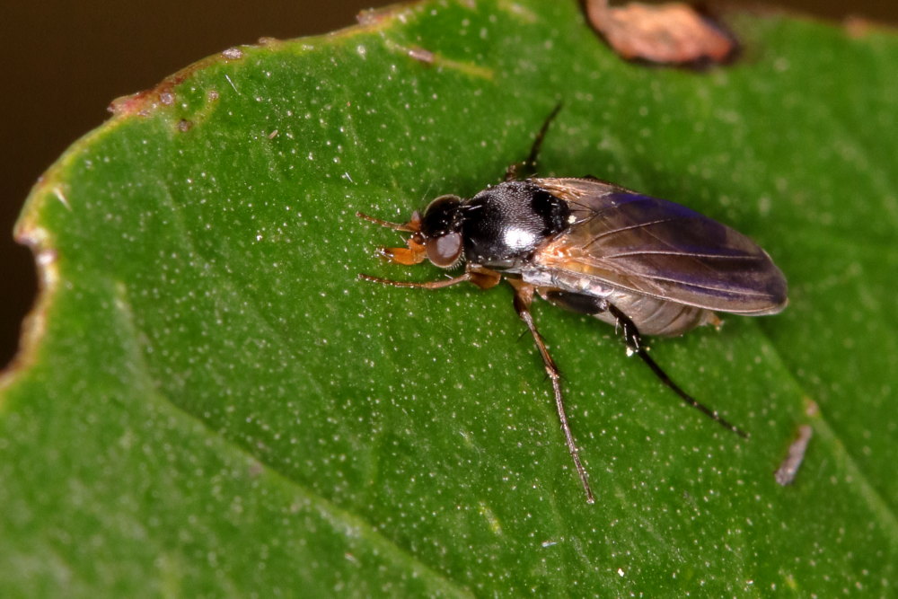 Phoridae