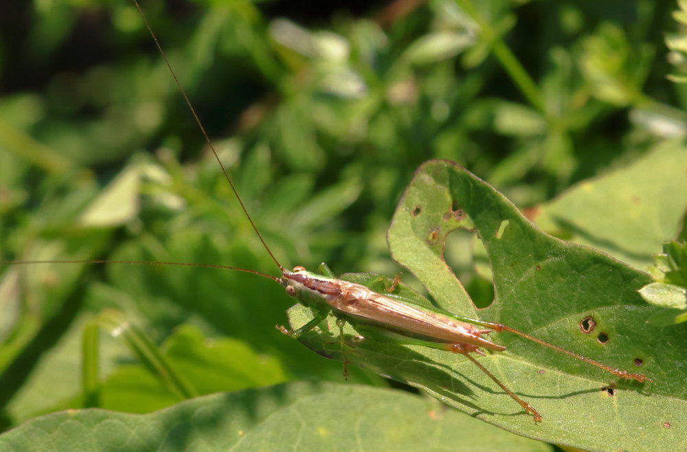 Conocephalus sp. (Conocephalidae)